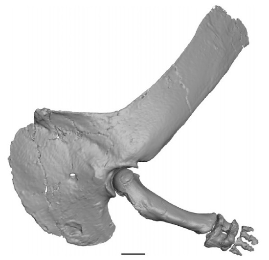 majungasaurus-shoulder-arm